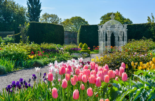 Arley Hall tulip garden