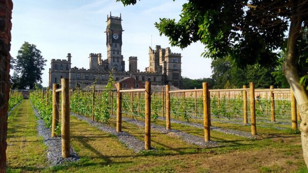 Carlton Towers vineyard