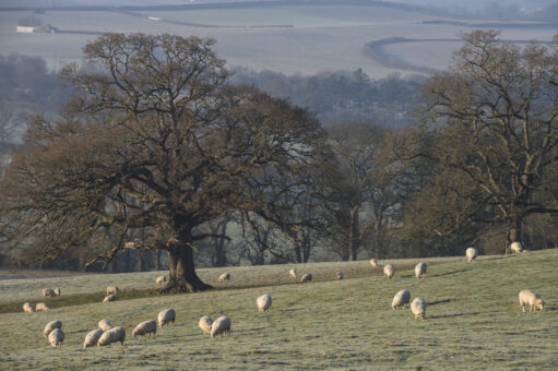 Hall Bishops Tawton garden and sheep