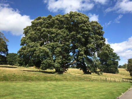 Hartsheath tree in the grounds