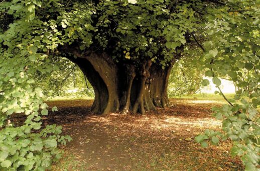 Holker Hall tree in the grounds