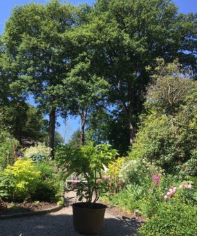 Bryngwyn Hall Poison Garden