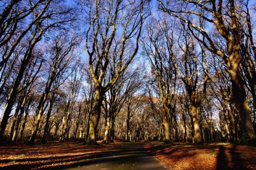 Pencarrow House and Gardens beeches