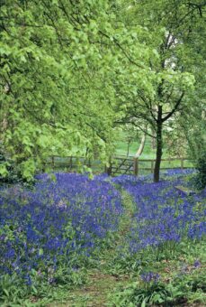 Rode Hall bluebells