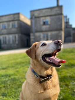 Tissington Hall house dog