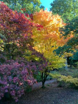 Autumn in the Wood Garden at Riverhill