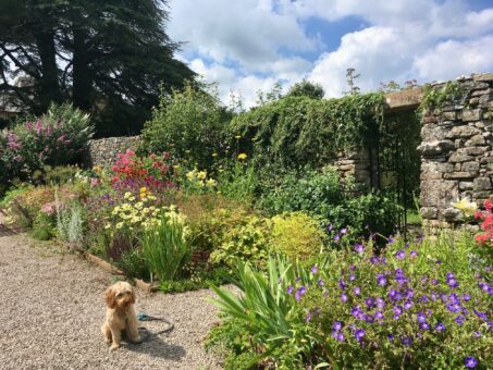 Morland House Gardens Poppy and herbaceous border