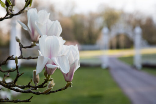 Cholmondeley Castle Gardens