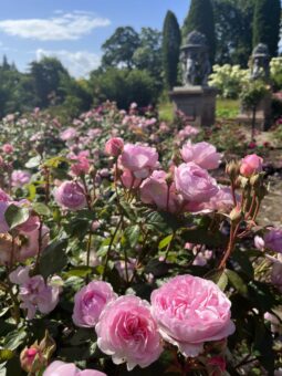 Cholmondeley Castle Gardens