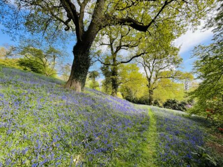 Cholmondeley Castle Gardens