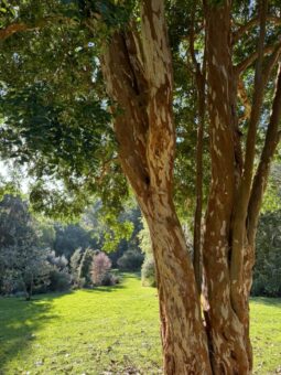 Abbotsbury Subtropical Gardens