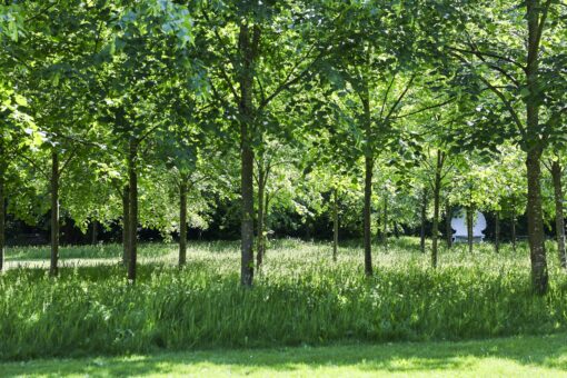 Strawberry Hill House