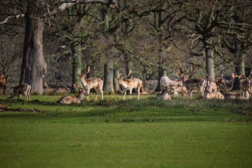 Powderham Castle