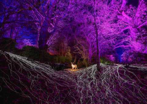 Monteviot House and Garden