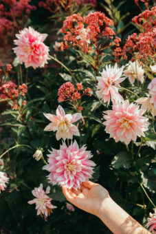 Riverhill Himlayan Gardens