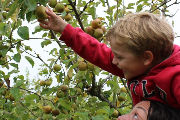 Pick Your Own Apples
